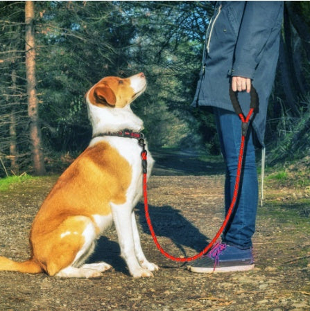 Super Comfortable Dog Leash to Keep Your Dog in Safe